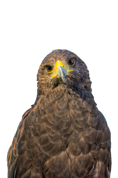 istock Portrait of golden eagle (Aquila chrysaetos) on a white background 817492564