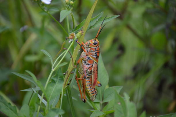 An orange grasshopper! stock photo