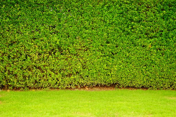 istock Garden and Lawn 817513592