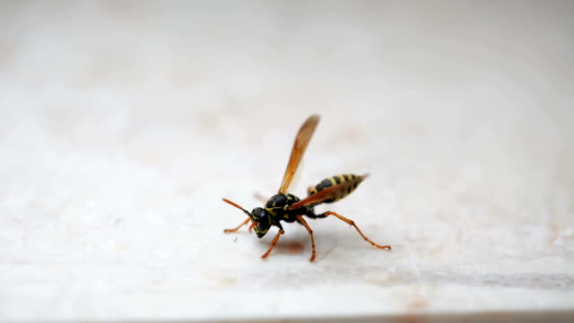 Yellow and black wasp