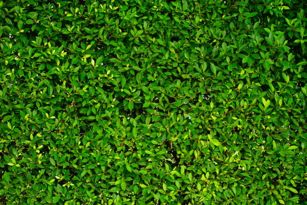 hojas de fondo verde  - fence formal garden gardening ornamental garden fotografías e imágenes de stock