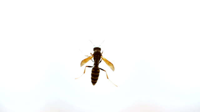 Yellow and black wasp walking on transparent window glass