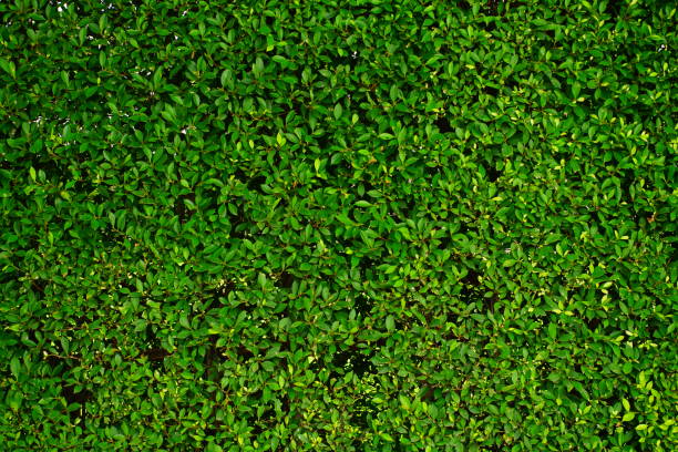 hojas de fondo verde  - formal garden front or back yard gazebo night fotografías e imágenes de stock