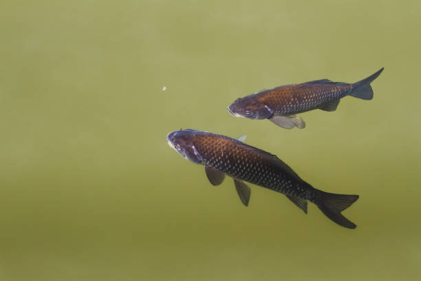 Two crucian carp swim in the lake stock photo