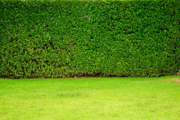 istock Garden and Lawn 817519758
