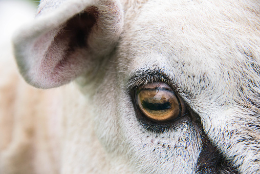 Close up the eye of a ram in a field