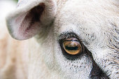 Close up the eye of a ram