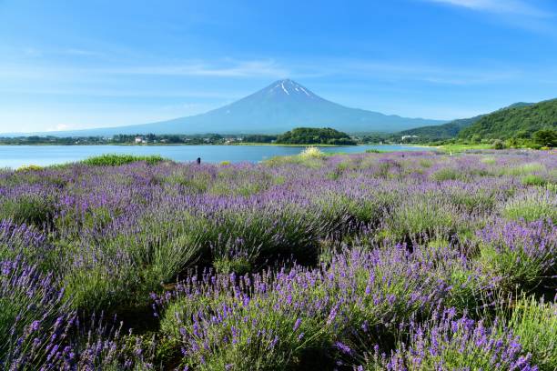 istock Mt.Fuji and Lavender 817521566