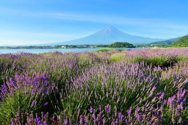 istock Mt.Fuji and Lavender 817523602