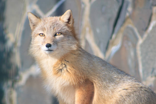 istock Young curious corsac fox looks into the camera. 817527088