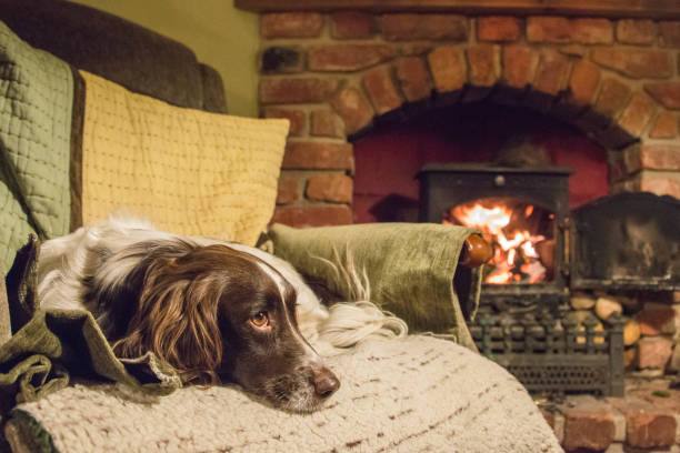 an english springer spaniel laying on a chair by a fire - springer spaniel dog pets animal imagens e fotografias de stock