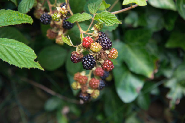 istock Blackberries in a garden 817530434