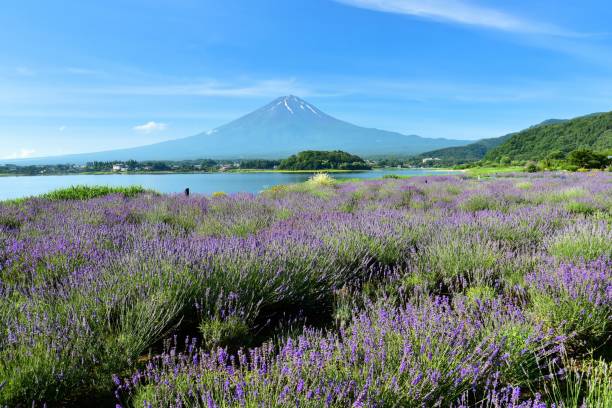 istock Mt.Fuji and Lavender 817532622