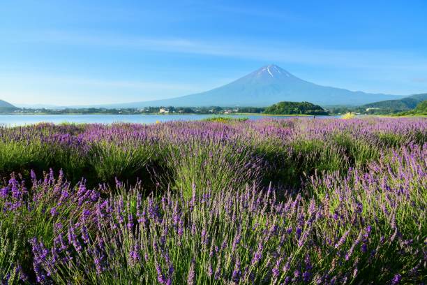 istock Mt.Fuji and Lavender 817532722