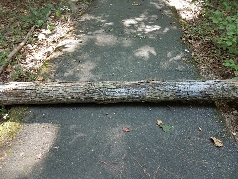 fallen tree trunk laying on black asphalt outdoor