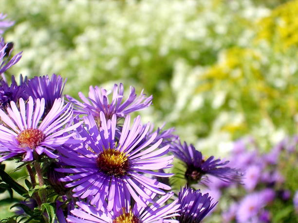 istock Toronto High Park Purple Aster 2004 817537714