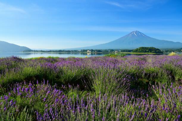 istock Mt.Fuji and Lavender 817538142
