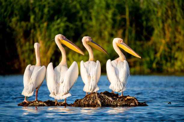 istock Pelican colony in Danube Delta Romania 817544556
