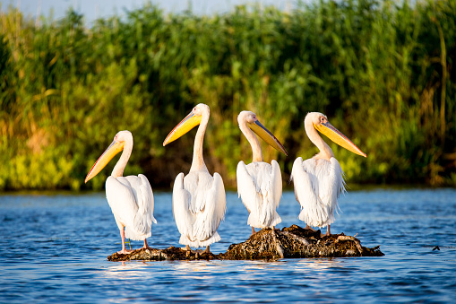 Colonia de Pelican en el Delta del Danubio Rumania photo