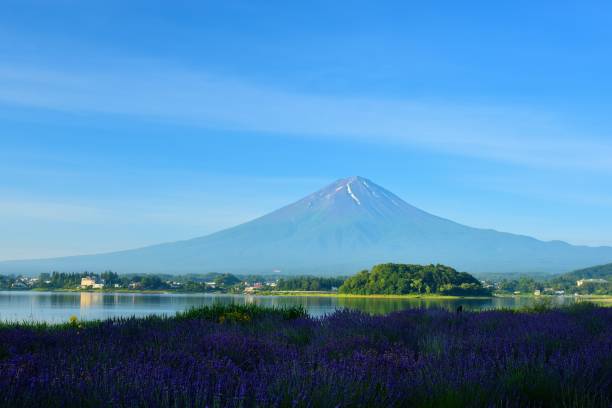 istock Mt.Fuji and Lavender 817544766