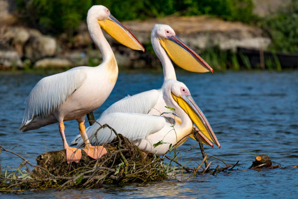 istock Pelican or Pink Pelican in Danbe Delta Romania 817544954