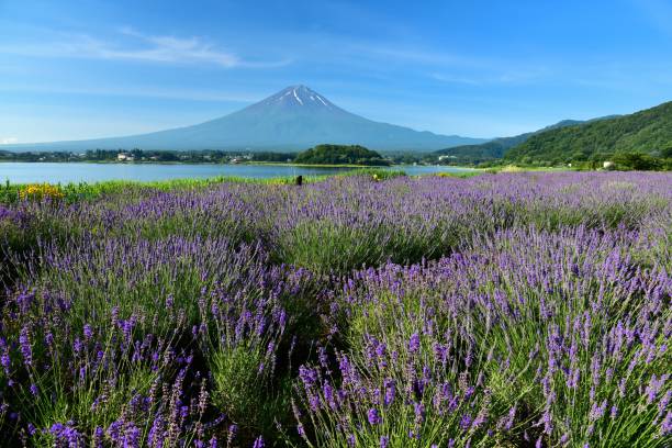 istock Mt.Fuji and Lavender 817545080