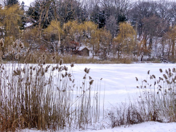 istock Toronto High Park the winter pond 2016 817545236