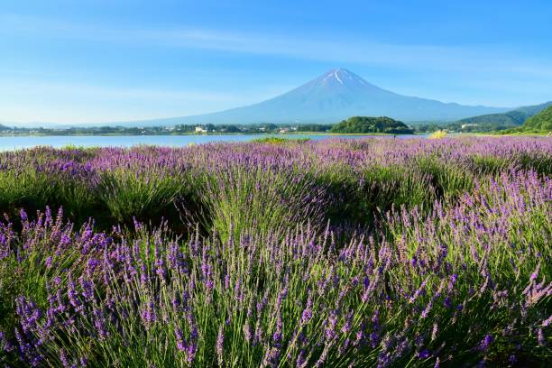 istock Mt.Fuji and Lavender 817545472