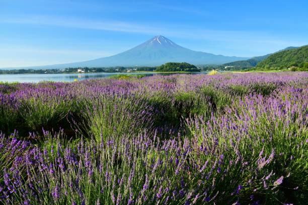 istock Mt.Fuji and Lavender 817547350