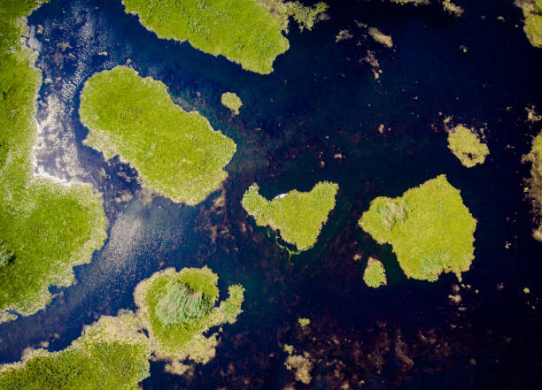 istock Delta Dunarii Romania from above aerial view 817547616