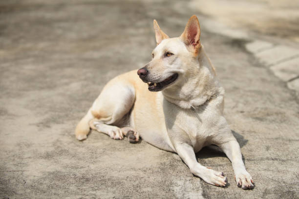 istock Young yellow dog waiting and sitting on street 817549430
