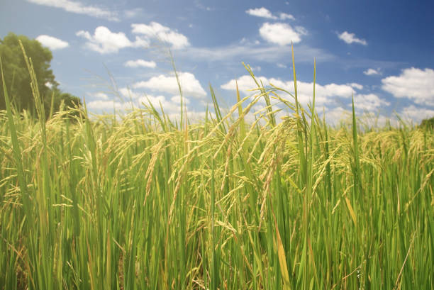 istock ripe rice paddy field at Harvest 817549432