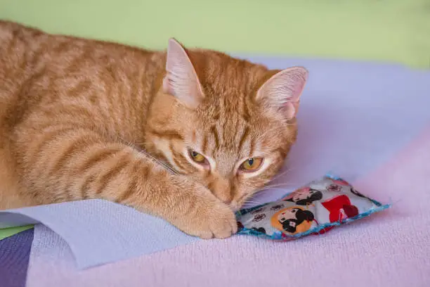 A house cat plays in the apartment