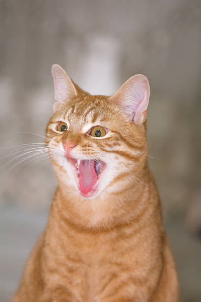 istock A red tiger cat yawns 817549682