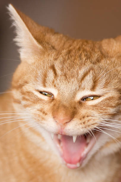 istock A red tiger cat yawns 817551768