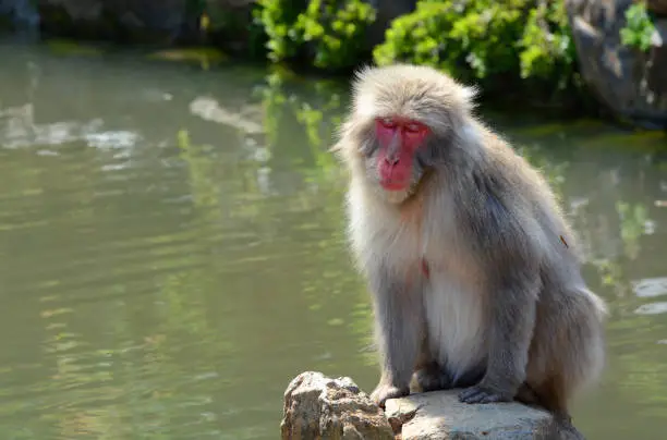 A Japanese macaque soaks up some sunshine on a warm spring day in Kyoto.
