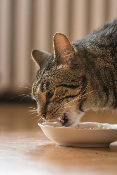 istock A gray tiger cat is eating 817559276