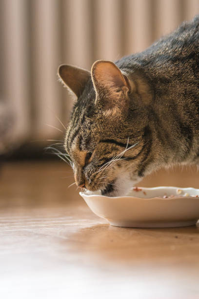 istock A gray tiger cat is eating 817559634