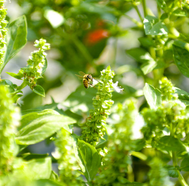 Bee on the basil field with flowers herb for aromatherapy image of a