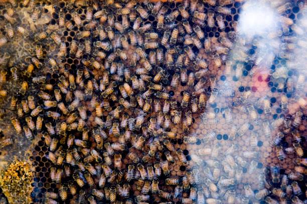 beehive stock photo