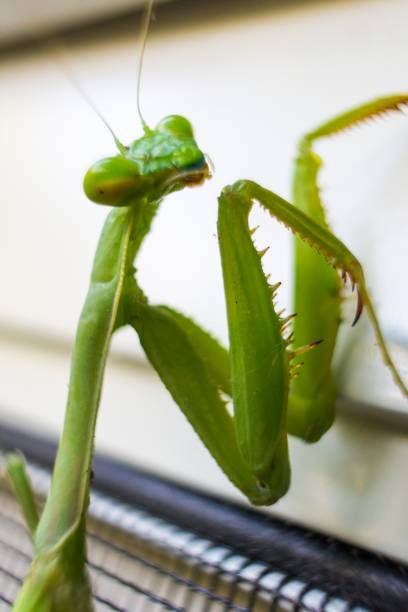 mantis stock photo