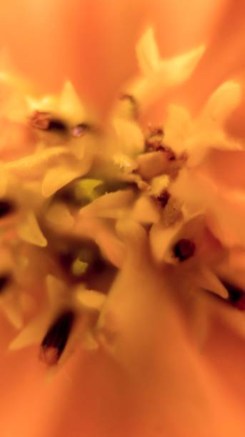 Blume Makro – Foto