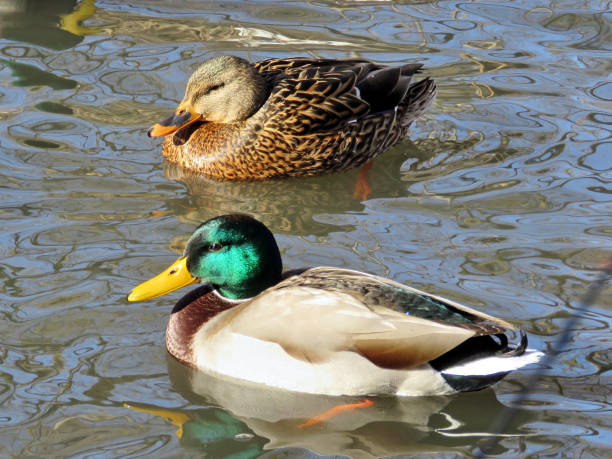 istock Toronto High Park winter pair of ducks 2017 817578380