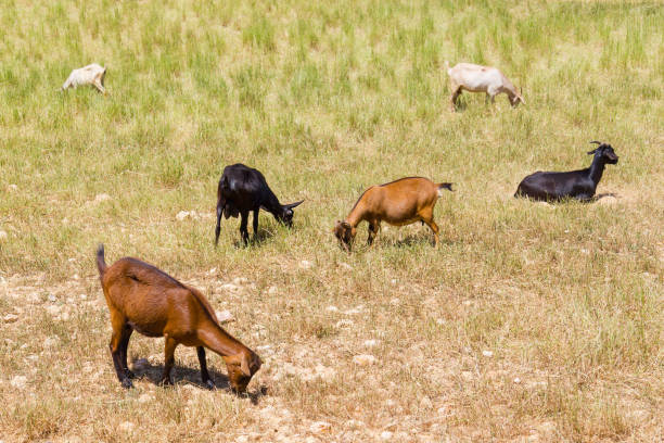 istock Goat group in Vale Seco, Santiago do Cacem 817583854