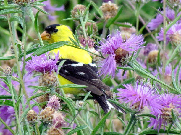 istock Toronto Lake American goldfinch 2013 817584306