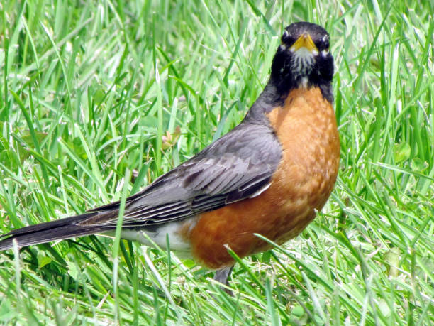 istock Toronto Lake American Robin 2017 817584432