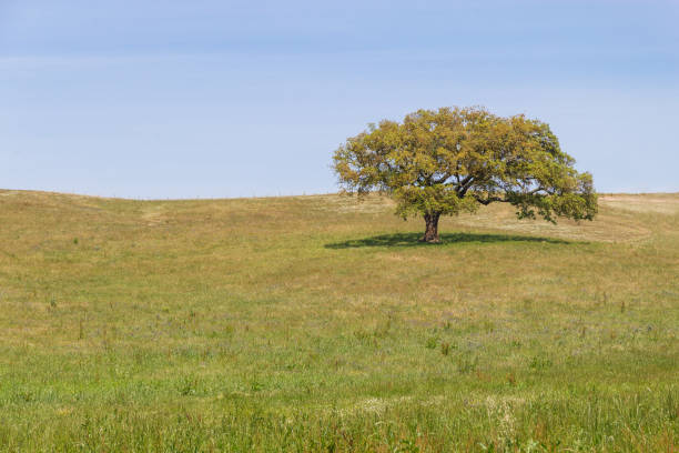 istock Cork tree alone in a farm field in Vale Seco, Santiago do Cacem 817584608
