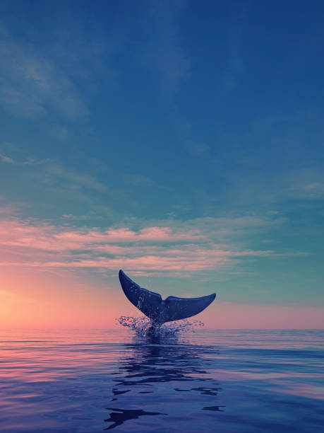 une baleine plonge au coucher du soleil - whale photos et images de collection