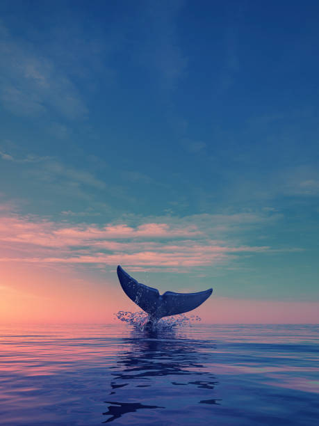 A whale dives at sunset stock photo