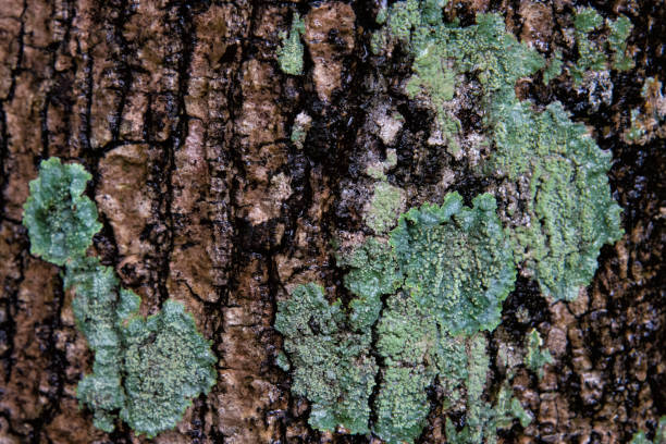 Liken Tree 330+ Liken Stock Photos, Pictures & Royalty-Free Images - iStock